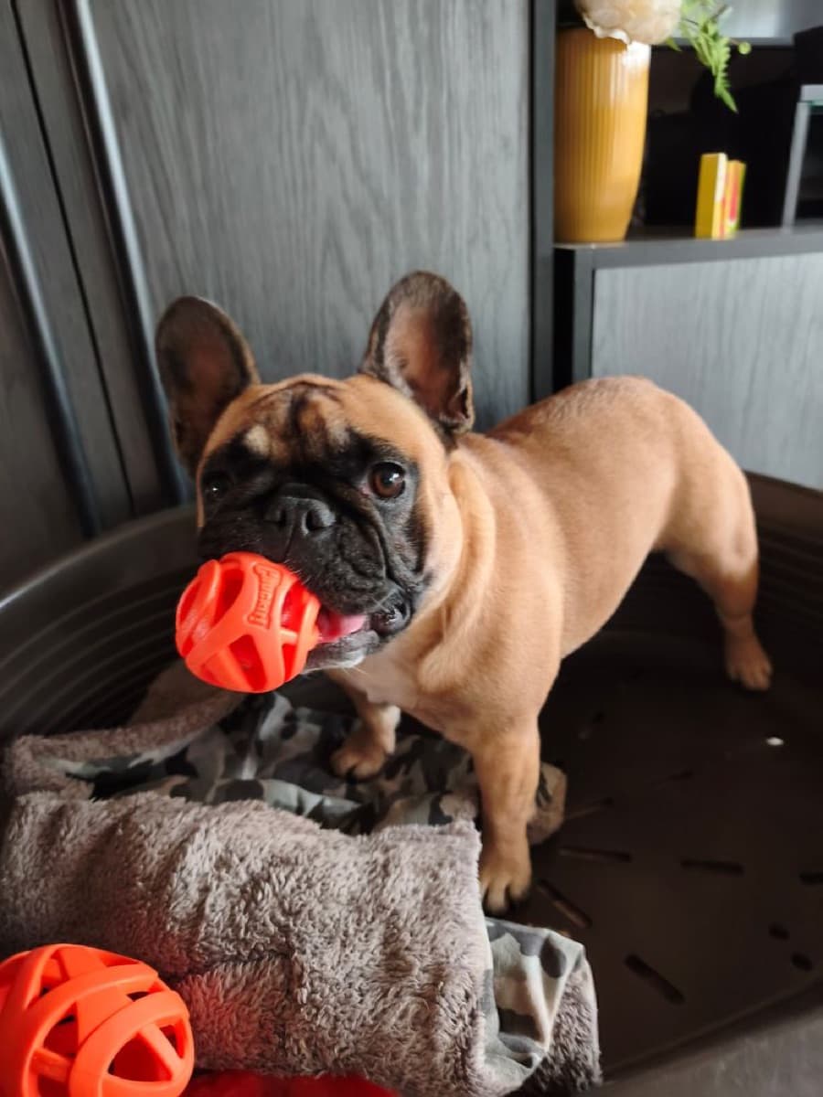 Vásárlói fotó: francia bulldog a játékával