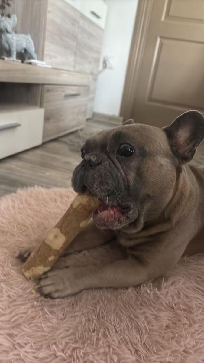 Vásárlói fotó: francia bulldog a kávéfa rágóbottal